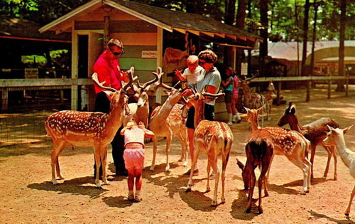 Deer Forest - Old Postcard (newer photo)